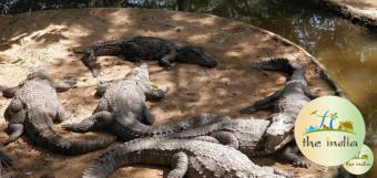 Crocodile Park Chennai