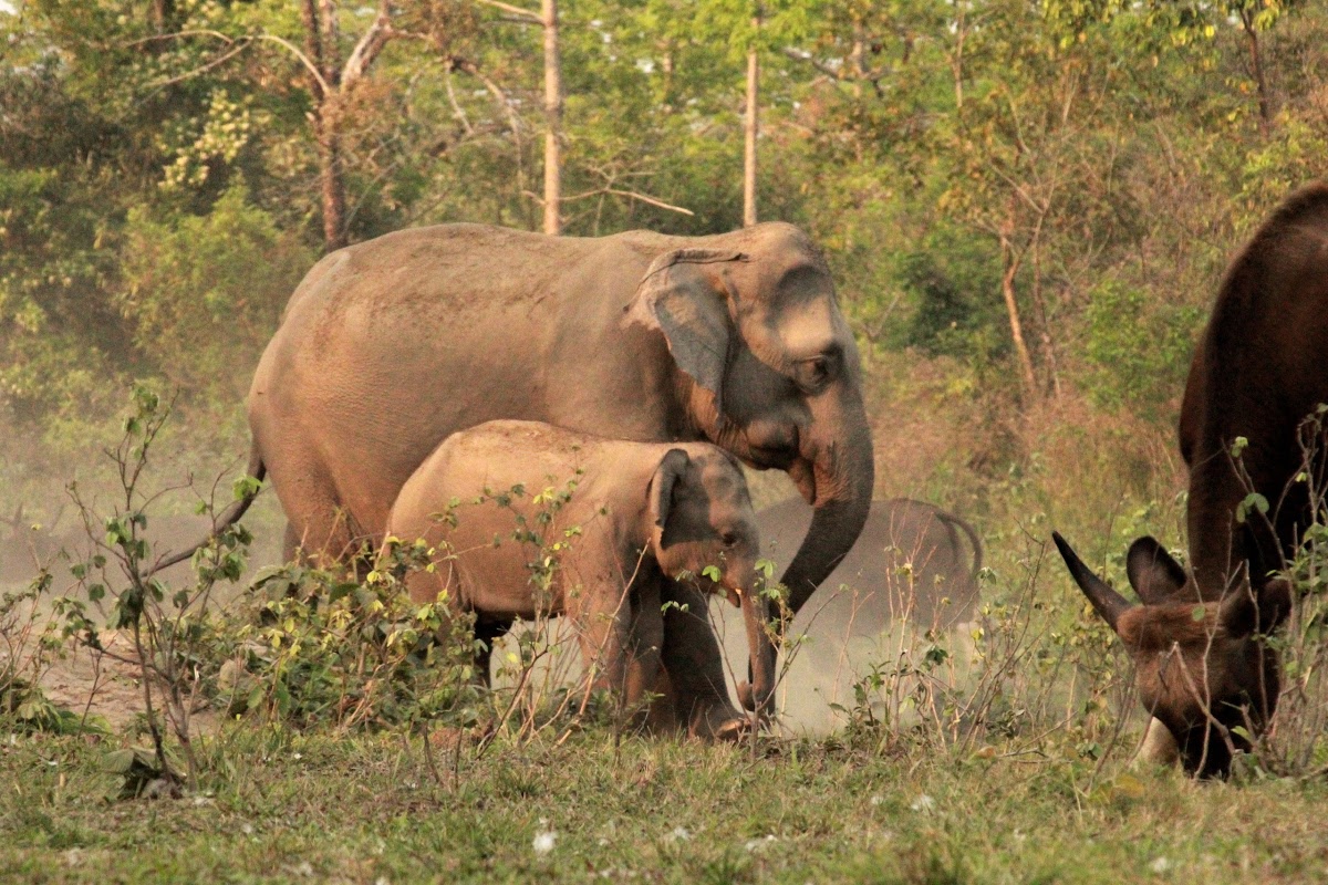 Manas National Park