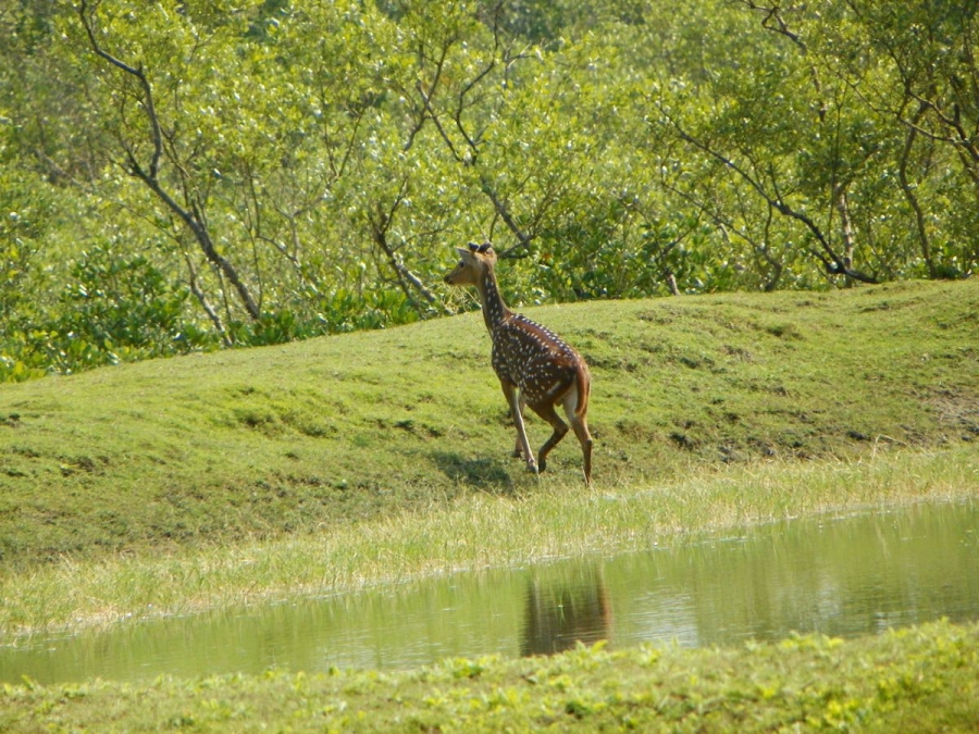 Sundarbans National Park