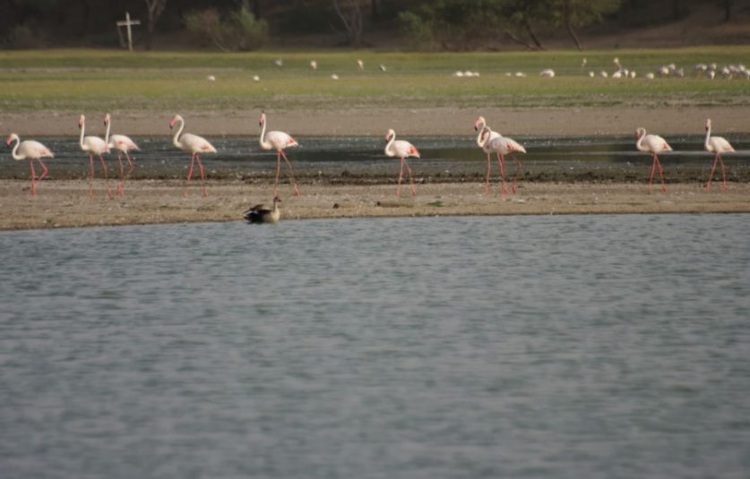 Thol lake gujarat