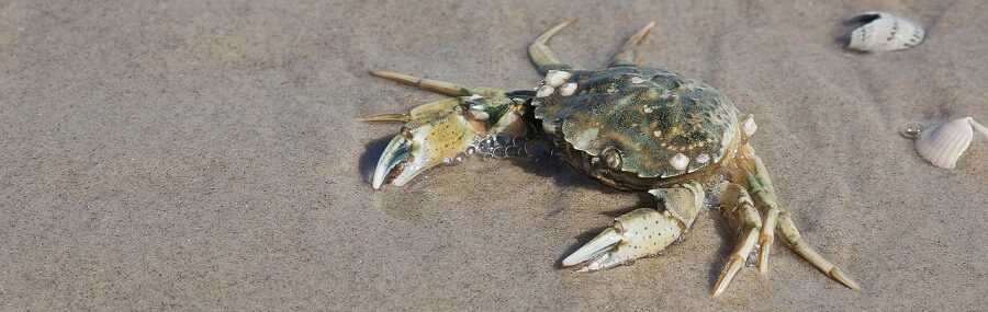 Crab Beach kolkata