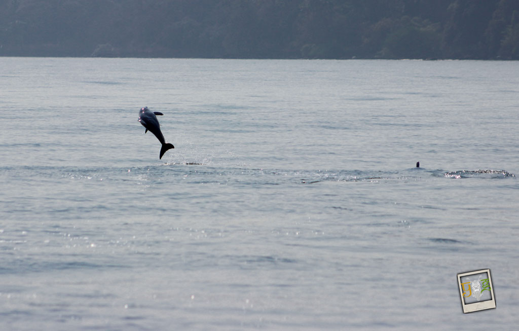 Dolphin Sighting at Goa