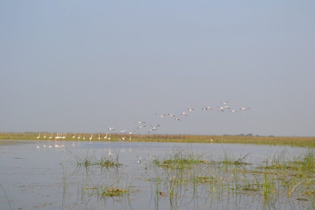 Nal Sarovar Bird Sanctuary Guide – How To Reach, Entry Fees & Things To Do