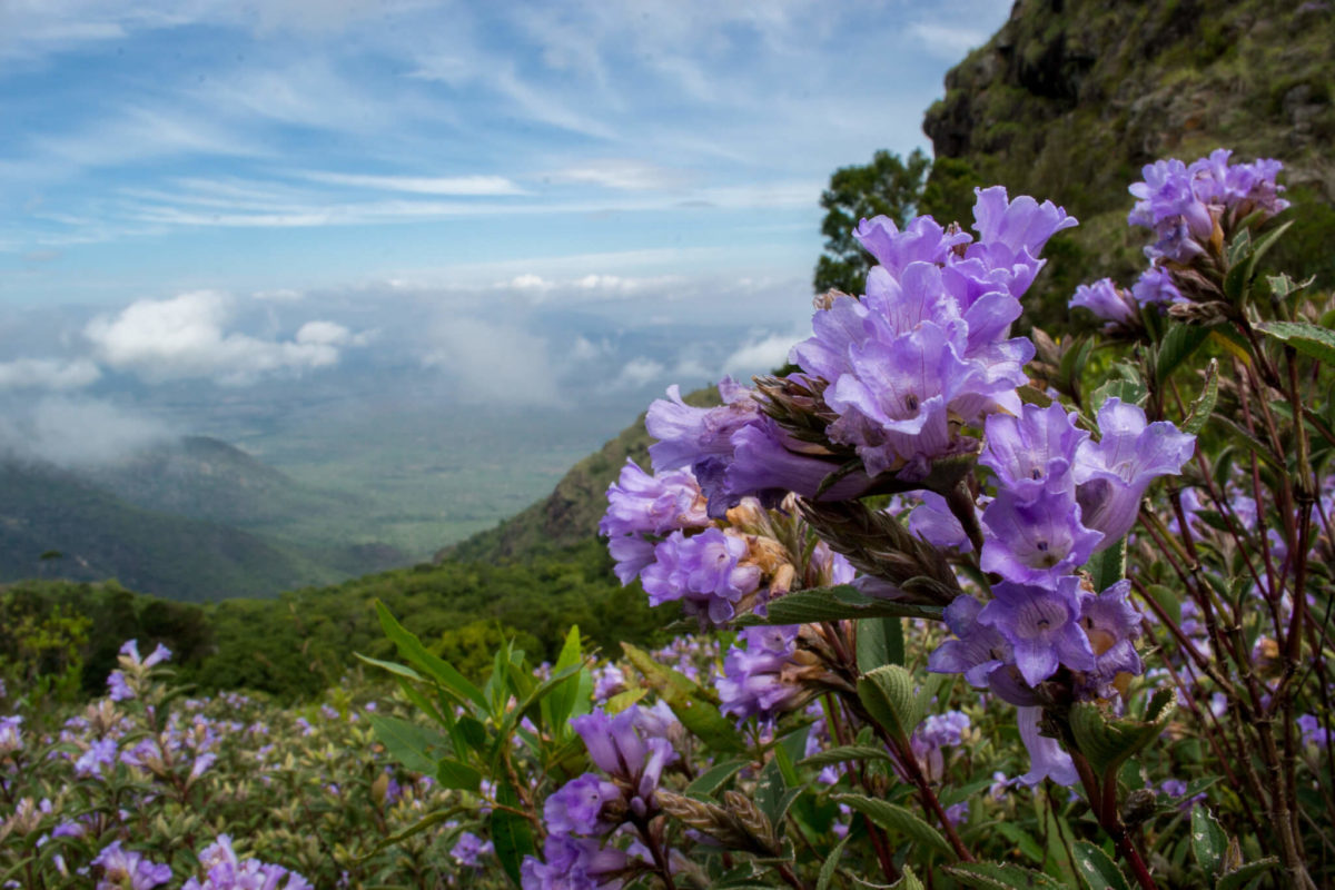 Neelakurinji flower