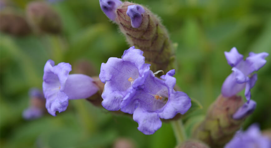 Neelakurinji flower