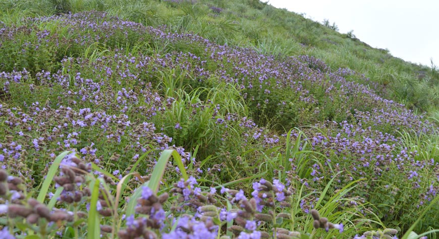 Strobilanthes-kunthiana