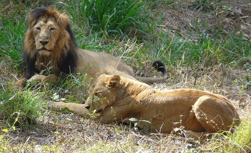 Bannerghatta National Park Bangalore