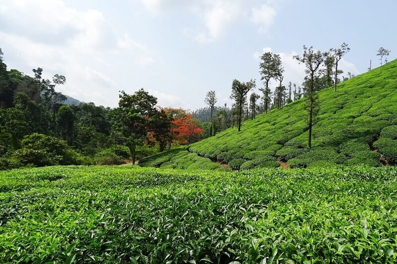 Chikmagalur