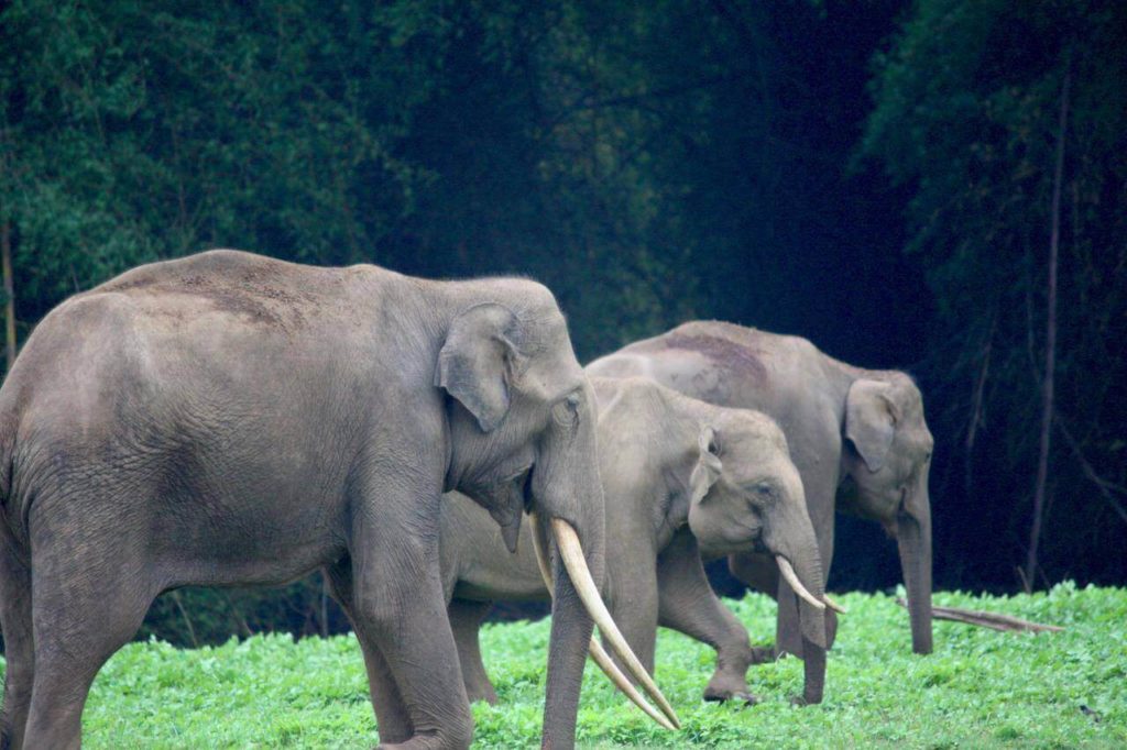 Nagarhole National Park Coorg, Karnataka