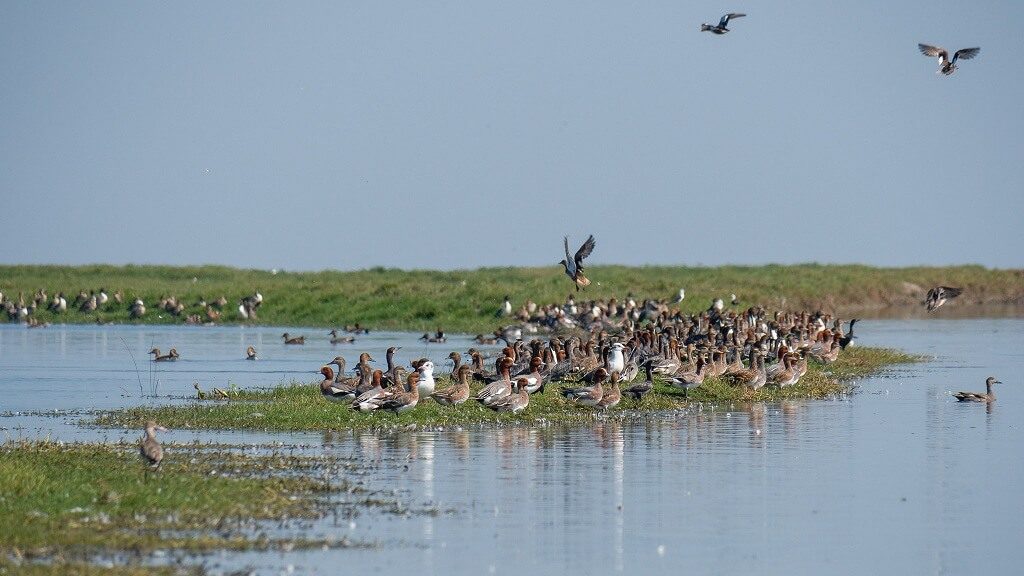 Chilika lake and Sanctuary