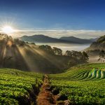 a green field with sun rise