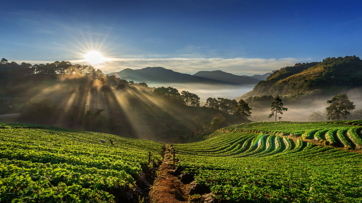 a green field with sun rise