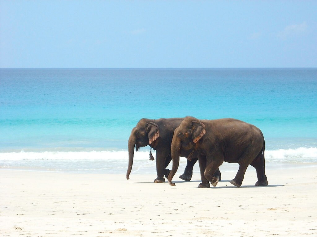 Elephant Beach