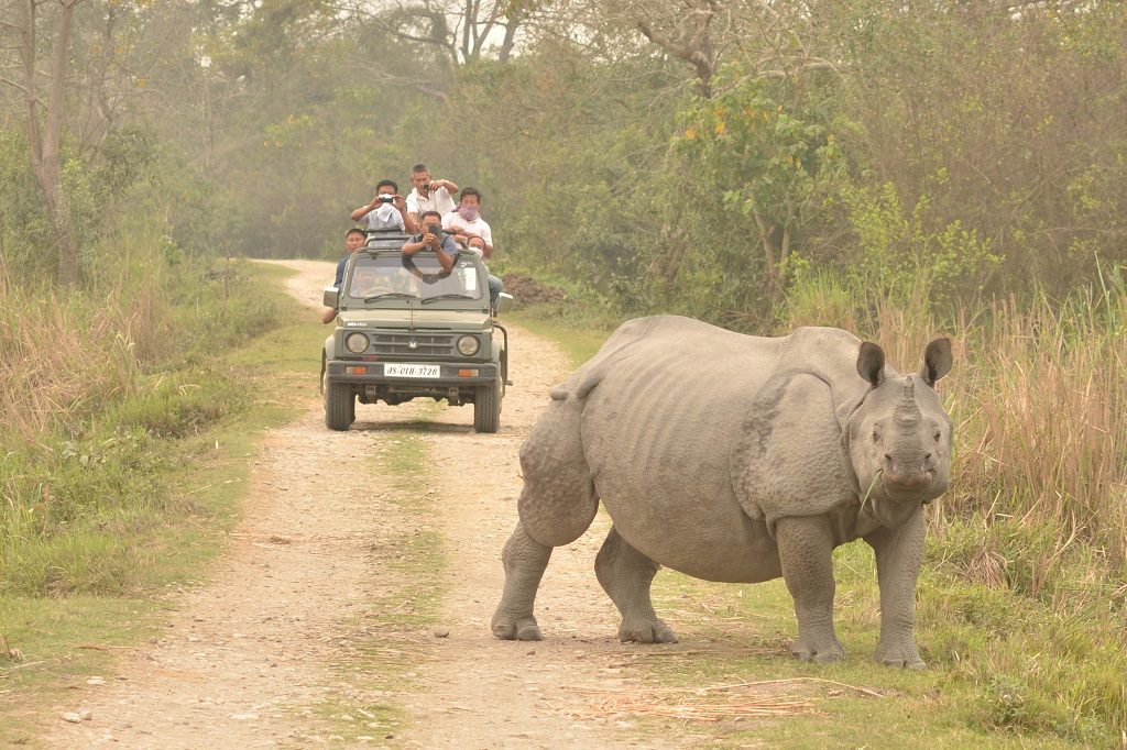 kaziranga-national-park-rhinos