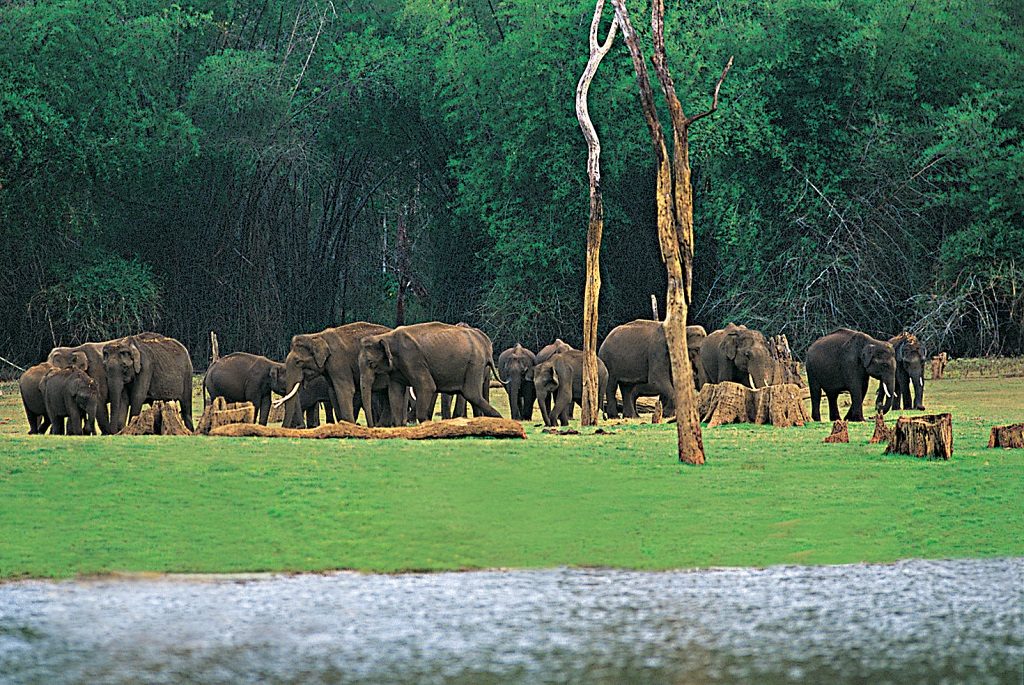 periyar-national-park-elephant