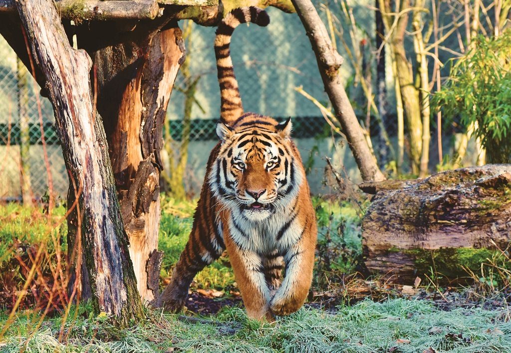 kanha-national-park-tiger