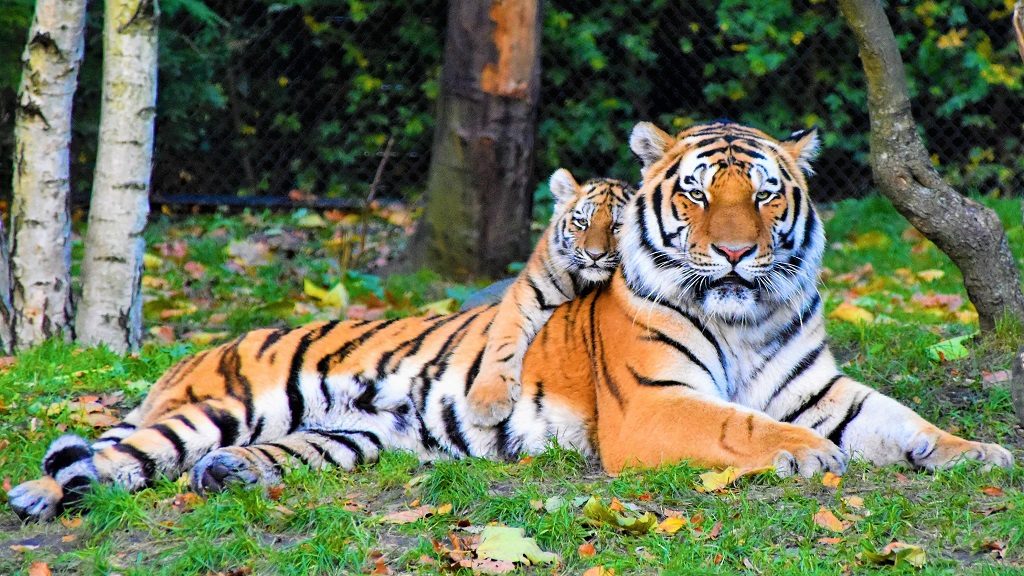 jim-corbet-national-park-tiger