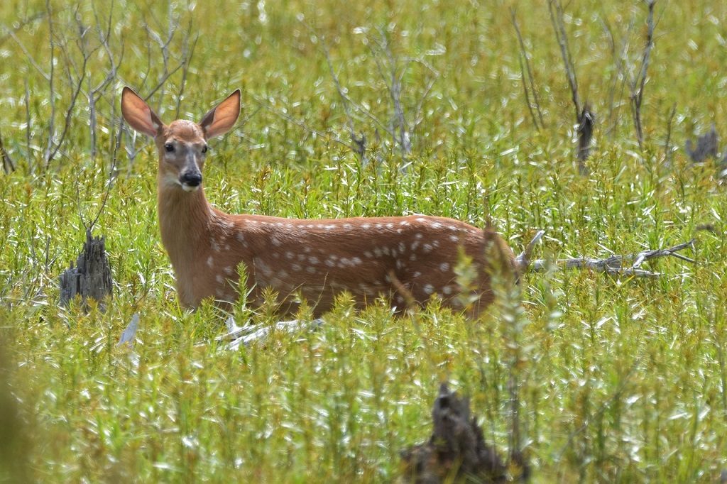swamp-deer-dudhwa-national-park