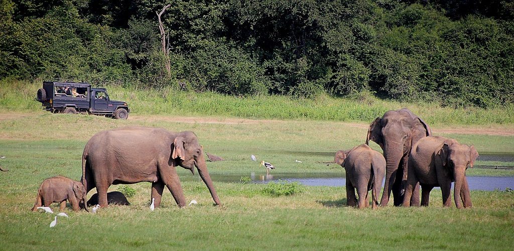 bandipur-national-parl-elephant