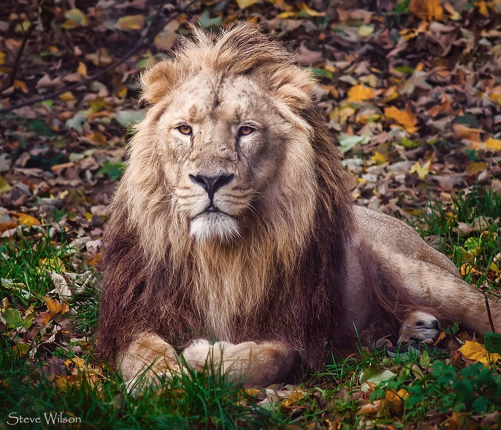 gir-national-park-lion