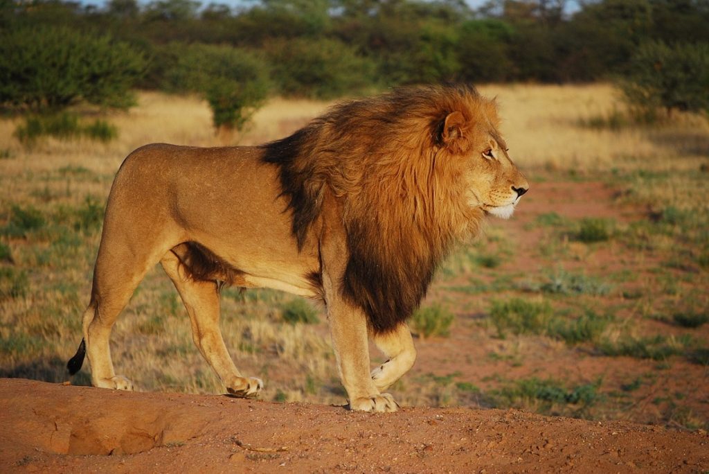 lion-fature-image