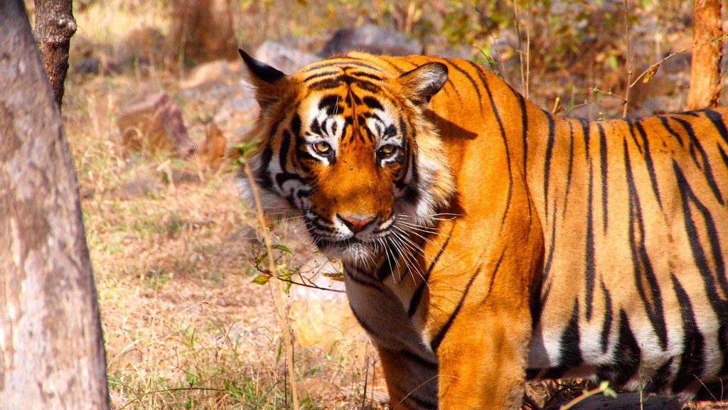 ranthambore-national-park-tiger