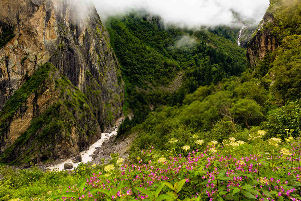 Valley of Flowers 