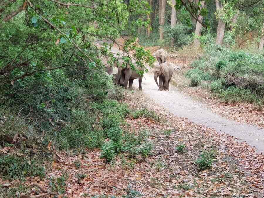 Jim Corbett National Park