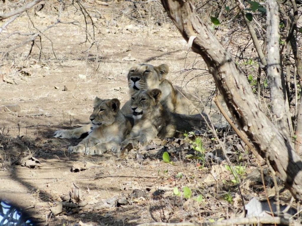 Gir National Park