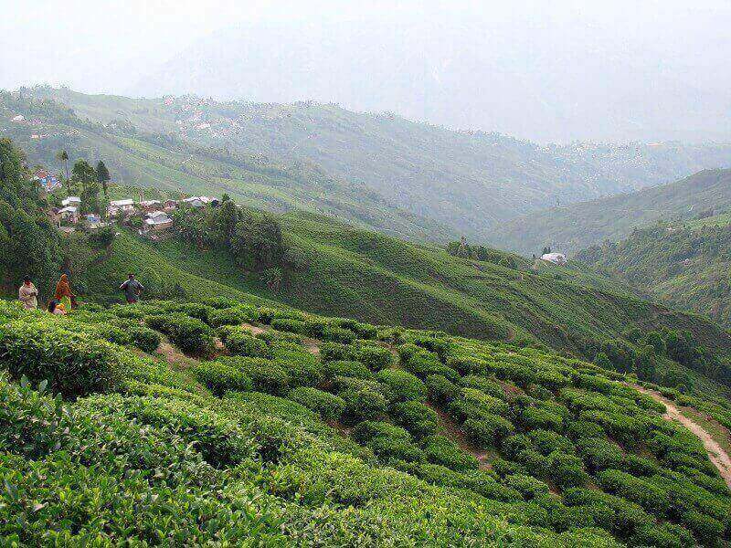 Tea Plantations