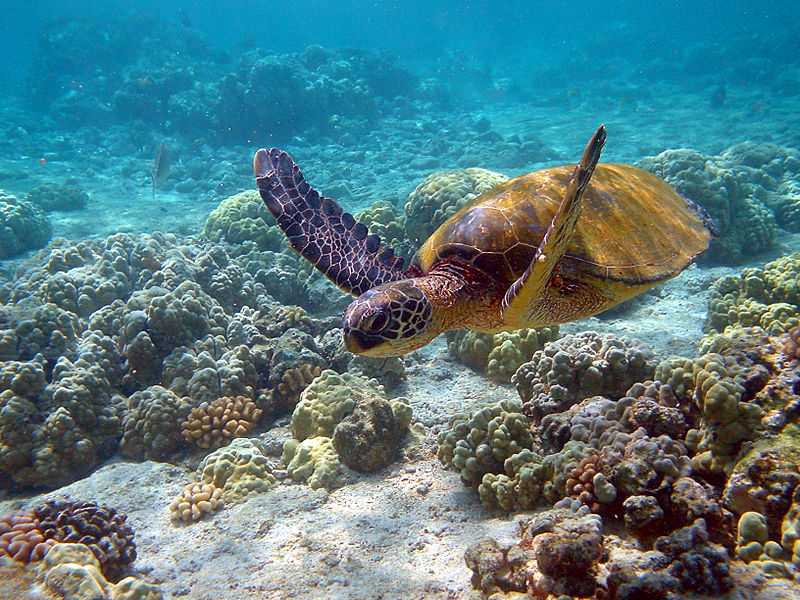 Gulf of Mannar Marine National Park