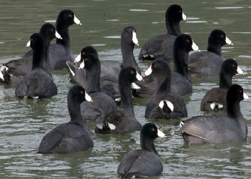 Porbandar Bird Sanctuary - Smallest Bird Sanctuary in Gujarat