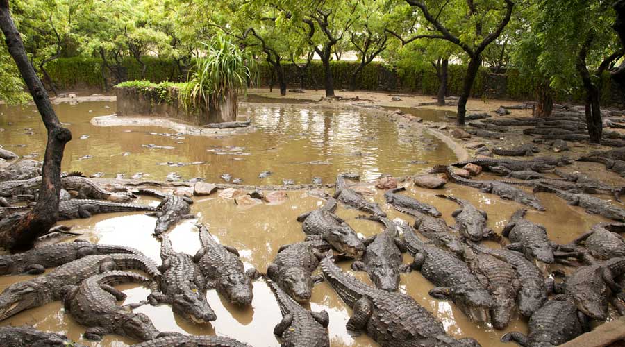 Crocodile Bank - A Reptile Zoo in Tamil Nadu