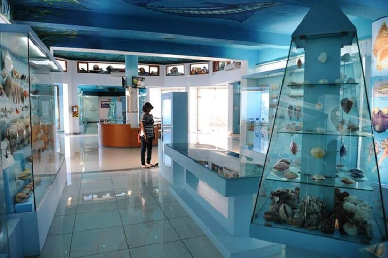 India Seashell Museum - Second Largest Seashell Museum in World