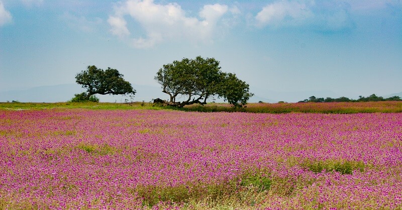 Kaas Plateau - Valley of Flowers in Maharashtra