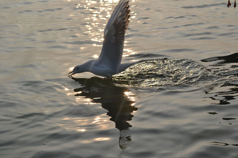 Things to be considered before boarding a boat for bird watching