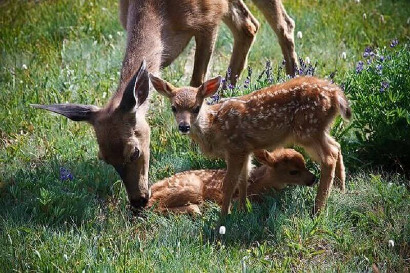 Deer Park - Must Visit Place in Yercaud