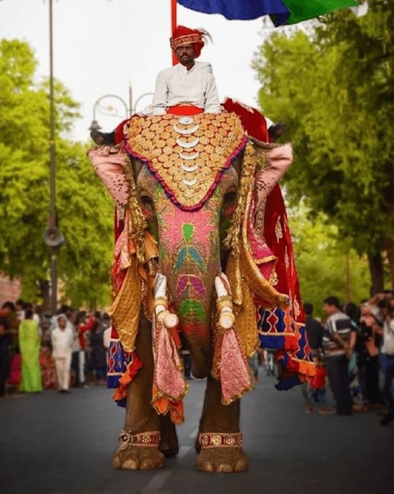 a man sits on the elephant in jaipur traditional parade