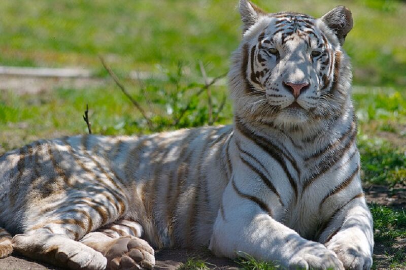 Koyna Wildlife Sanctuary - Popular Wildlife Sanctuary near Pune
