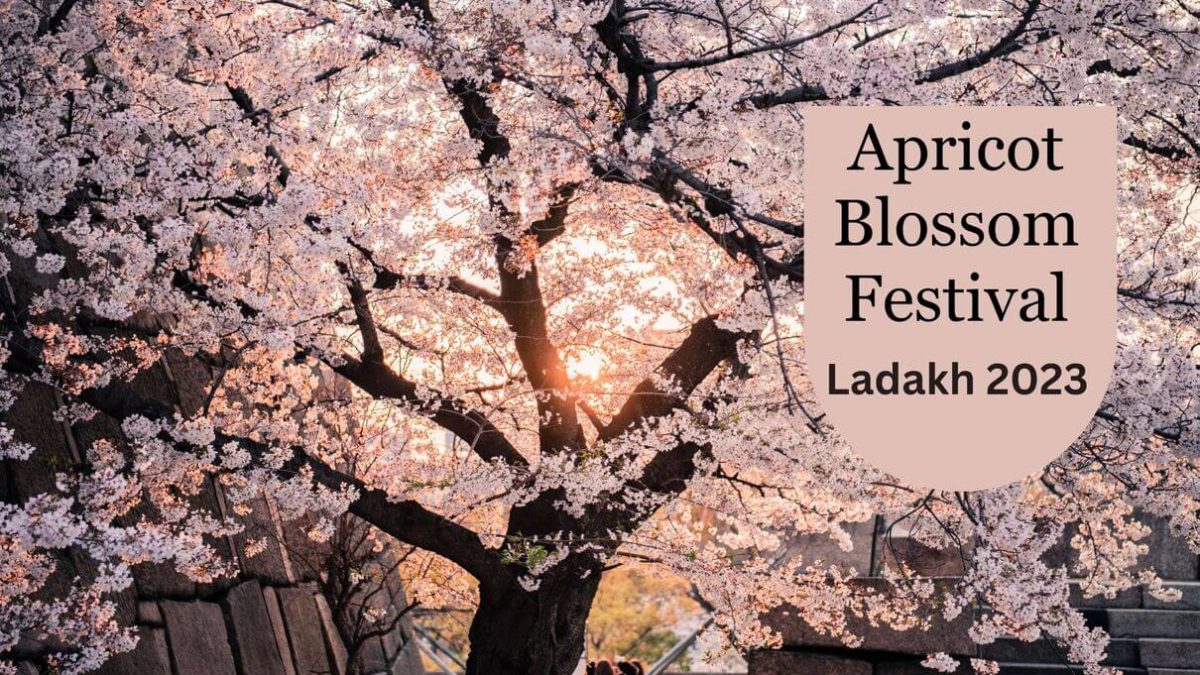 Apricot Blossom Festival Ladakh 2023