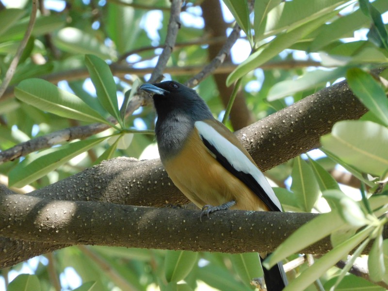 Sakkarbaug Zoo