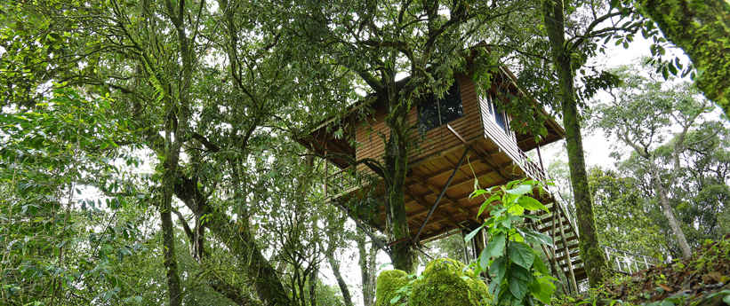 Tree House Stay in Kerala