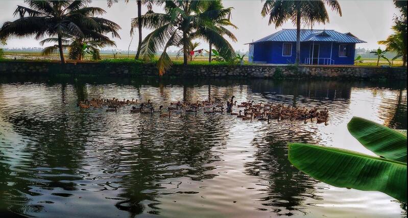 Kuttanad Village in Alappuzha Kerala - Largest Village of India