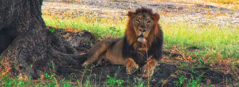 Barda Hills Wildlife Sanctuary, Porbandar