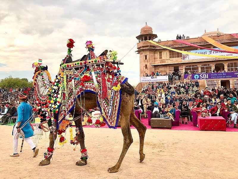 Bikaner Camel Festival, Rajasthan