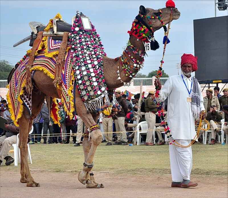 Bikaner Camel Festival, Rajasthan