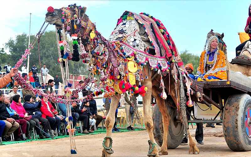 Camel Safari Bikaner