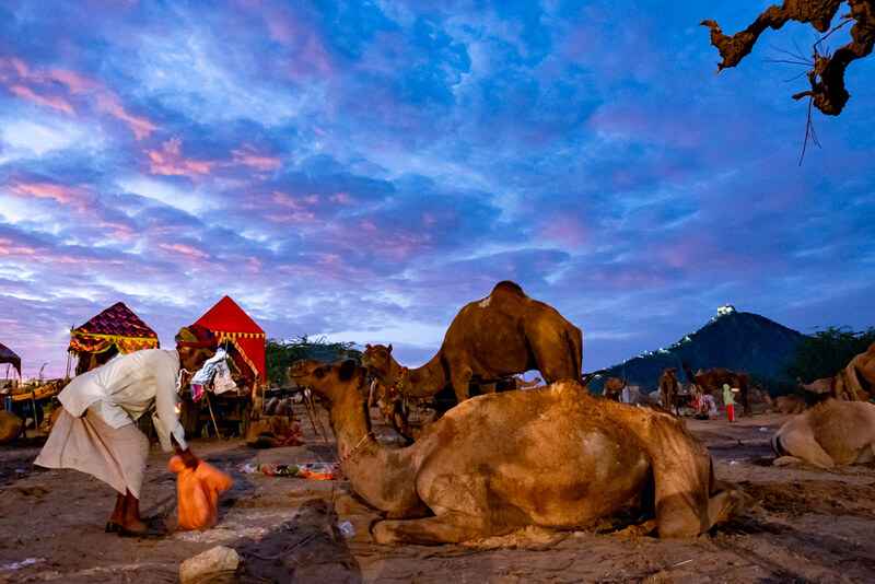 Nagaur Cattle Fair