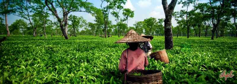 Farms in Assam