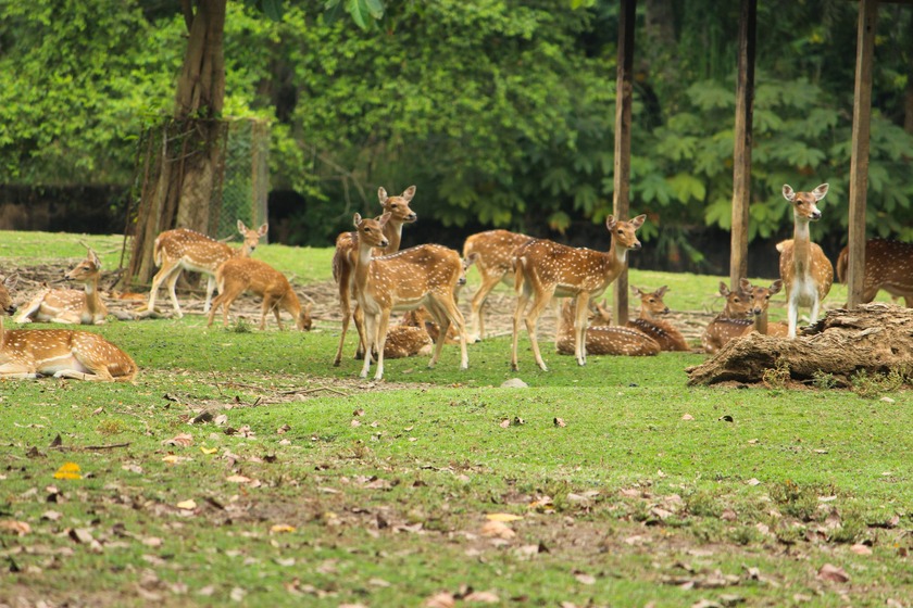Dehradun Zoo